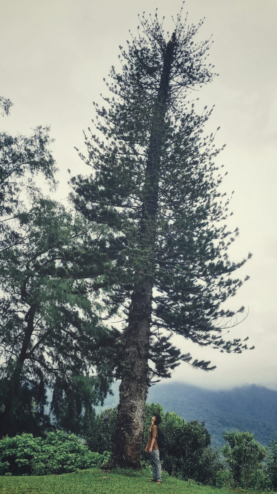 Saurab Mishra standing under a towering tree.